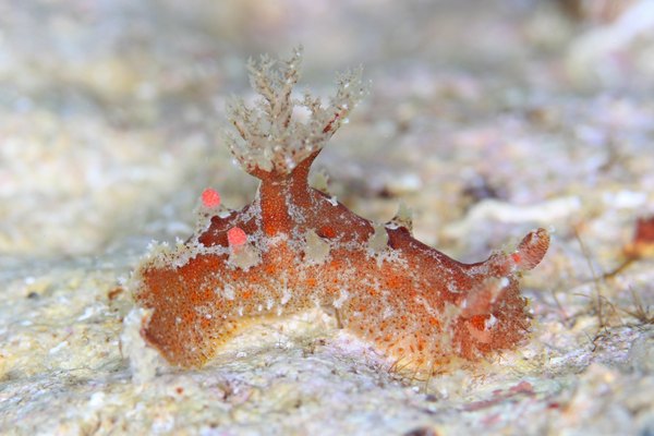 ベッコウヒカリウミウシ