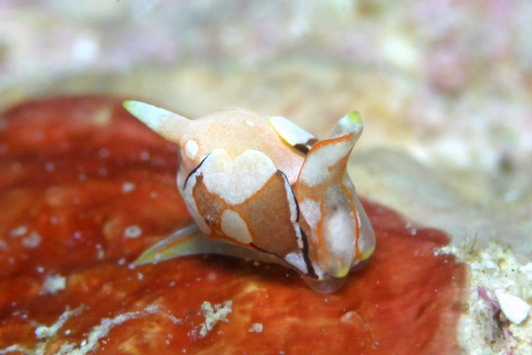 モンツキウミコチョウ