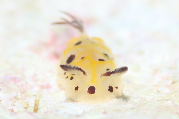 テンテンウミウシ