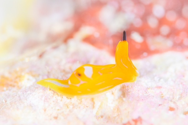 キマダラウミコチョウ