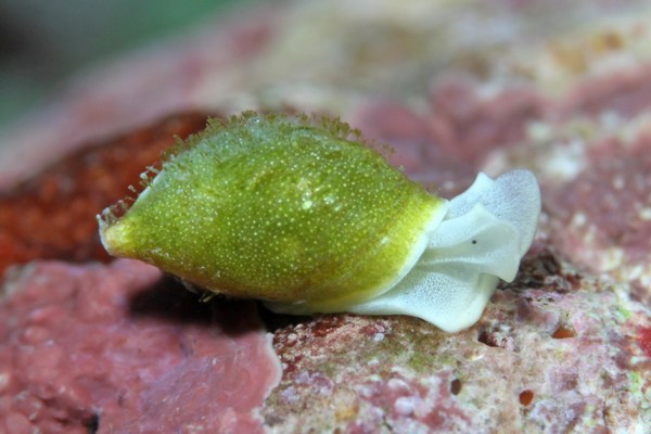 ウスカワブドウギヌ属の一種