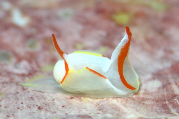 シラタマウミコチョウ