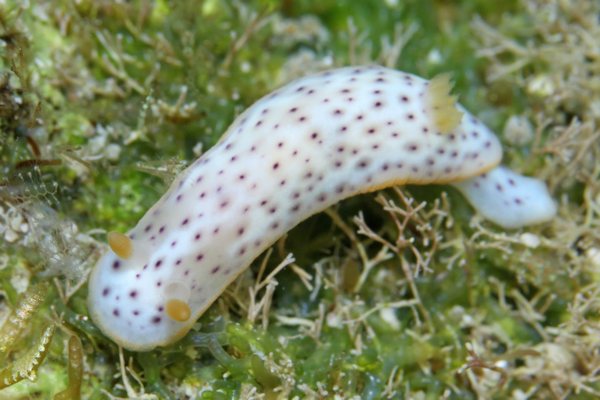 モンコウミウシ