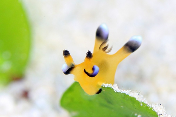 ウデフリツノザヤウミウシ