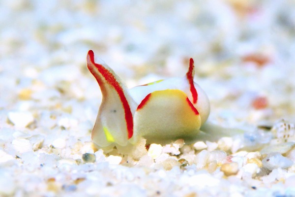 シラタマウミコチョウ