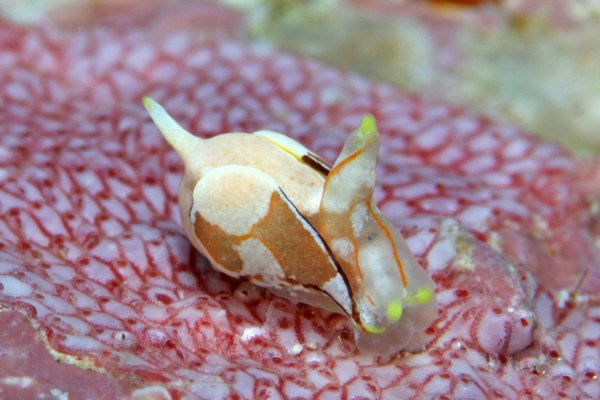 モンツキウミコチョウ