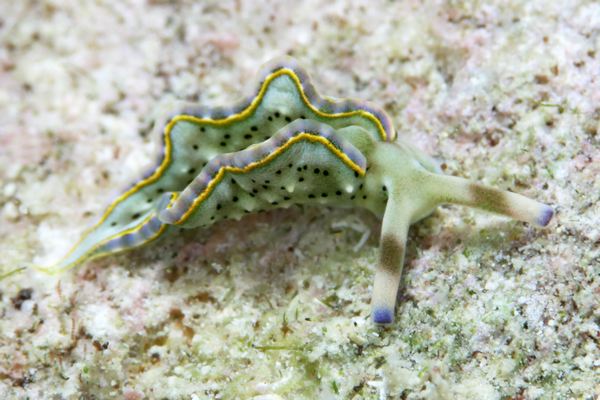 トカラミドリガイ
