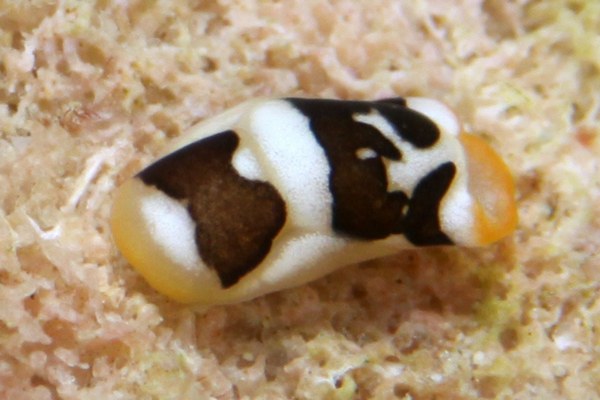 モンガラキセワタ