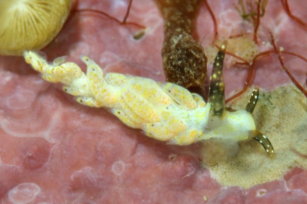 フジエラミノウミウシ属の一種
