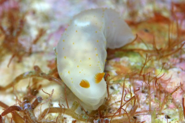 キヌハダウミウシ属の一種