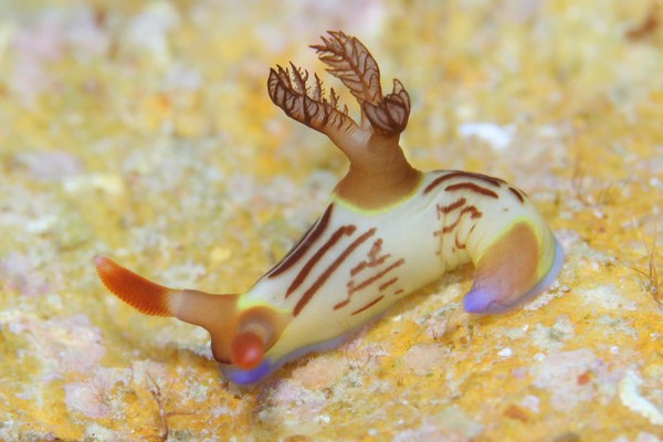 セグロリュウグウウミウシ