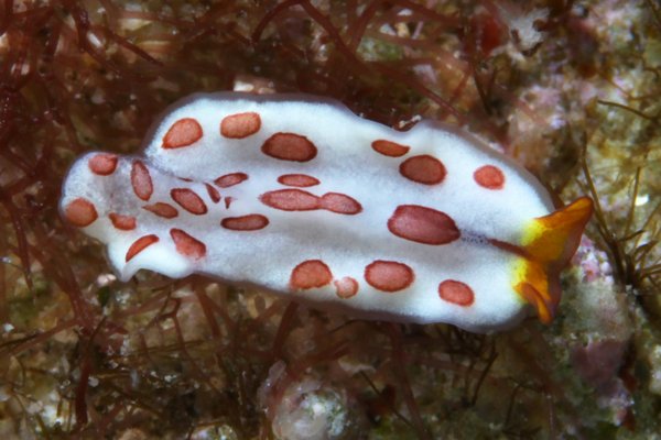エウリレプタ科の一種