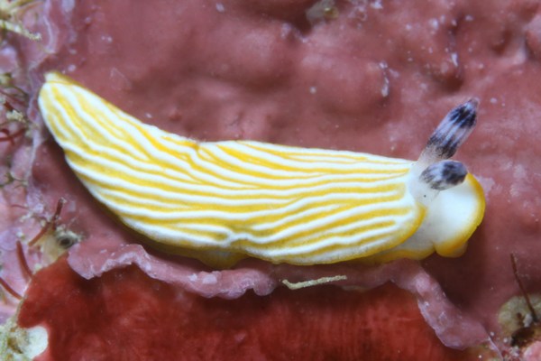 キシマオトメウミウシ
