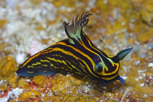 イシガキリュウグウウミウシ