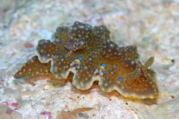 ヨセナミウミウシ