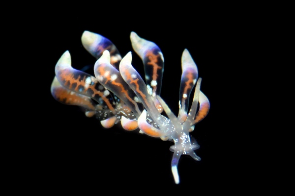 ハナビラミノウミウシ