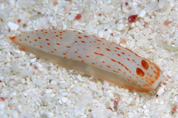 キヌハダウミウシ属の一種