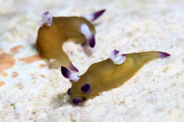 ニコラスリュウグウウミウシ