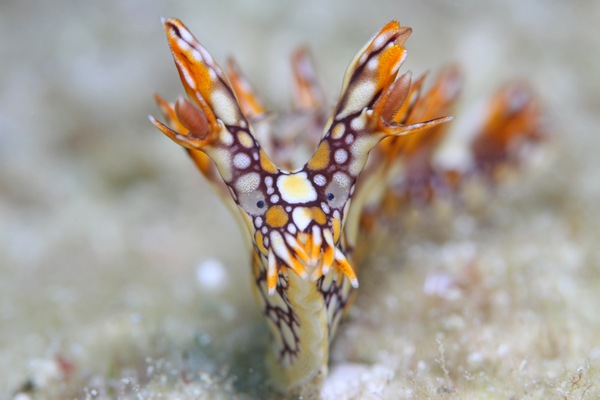 ヒオドシユビウミウシ