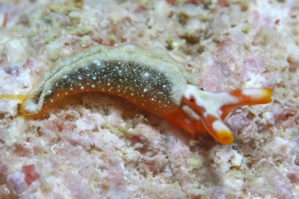 トウアカミドリガイ