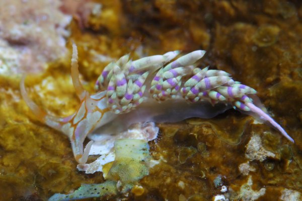 トウリンミノウミウシ