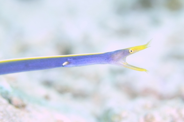 ハナヒゲウツボ