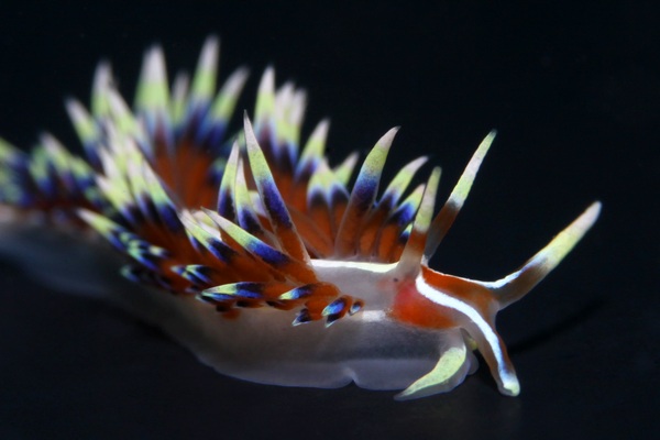 ヒブサミノウミウシ