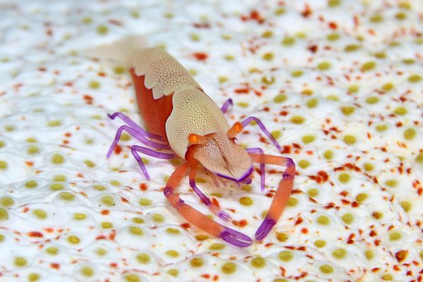 ウミウシカクレエビ