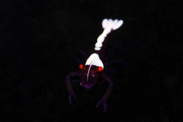 ウミウシカクレエビ