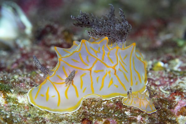 キスジカンテンウミウシ
