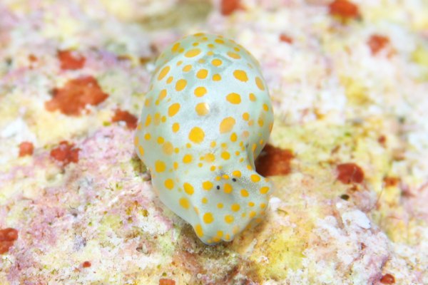 ミガキブドウガイ属の一種