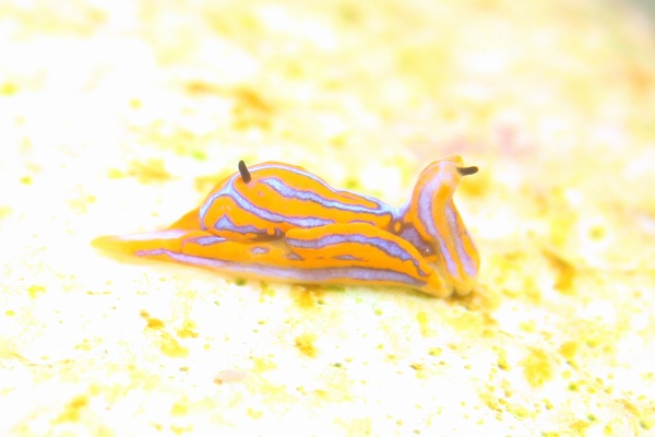 キマダラウミコチョウ