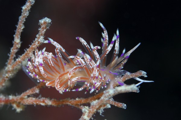 シテンサンドラウミウシ