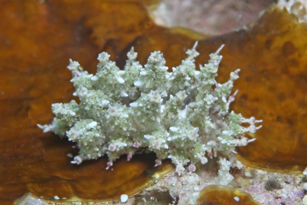 ハナサキコヤナギウミウシ