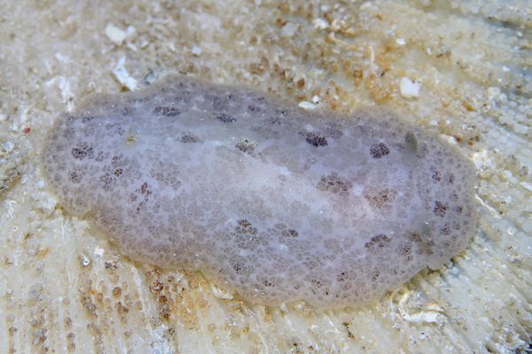 シミツキウミウシ