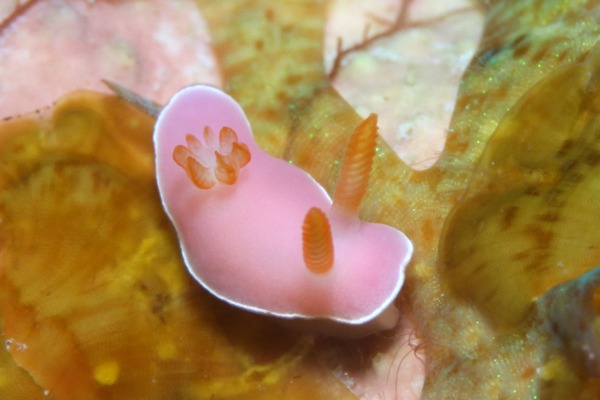 フジムスメウミウシ