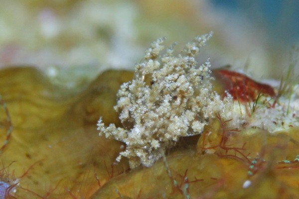 カラジシウミウシ