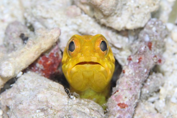 ホシカゲアゴアマダイ