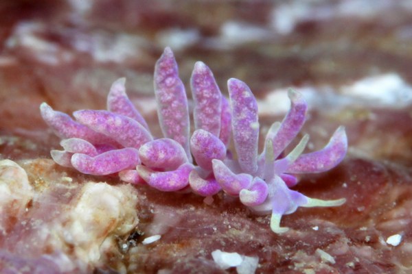 キッカミノウミウシ