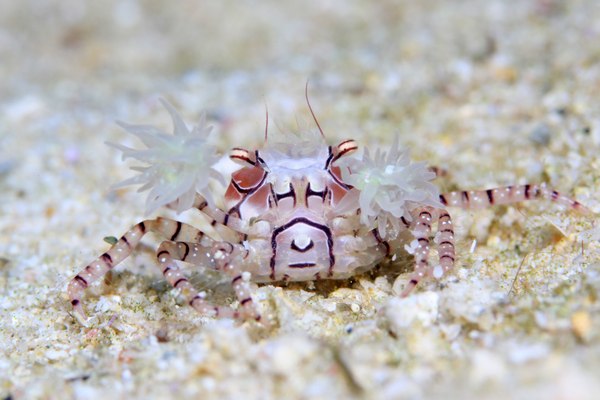 キンチャクガニ