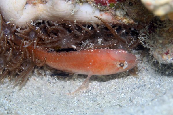 ヤツトゲテンジクダイ