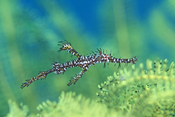 ニシキフウライウオ