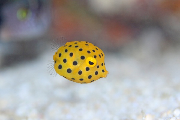 ミナミハコフグ