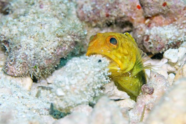 ホシカゲアゴアマダイ