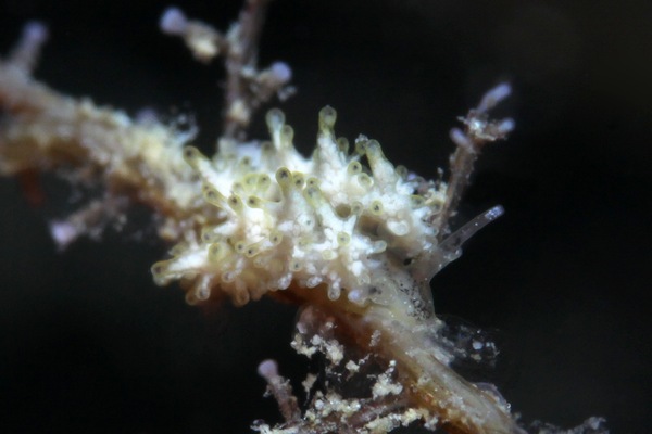 オキナワシロマツカサウミウシ