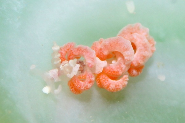 チゴミノウミウシ