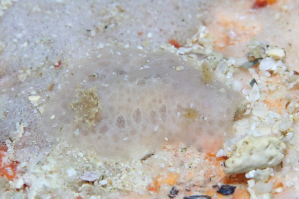 シミツキウミウシ