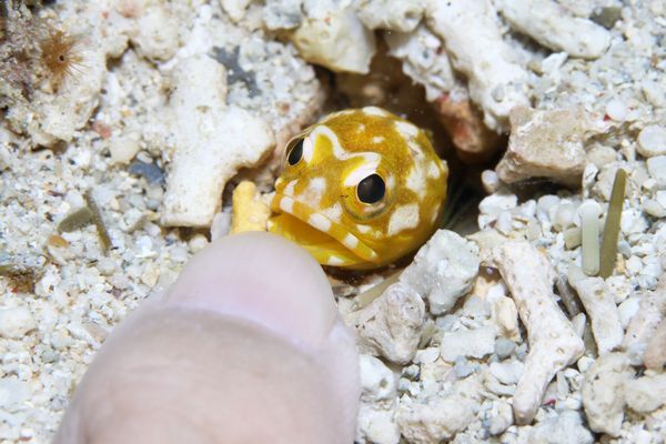 ホシカゲアゴアマダイ