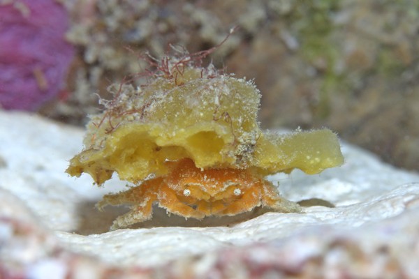 カイカムリ科の一種