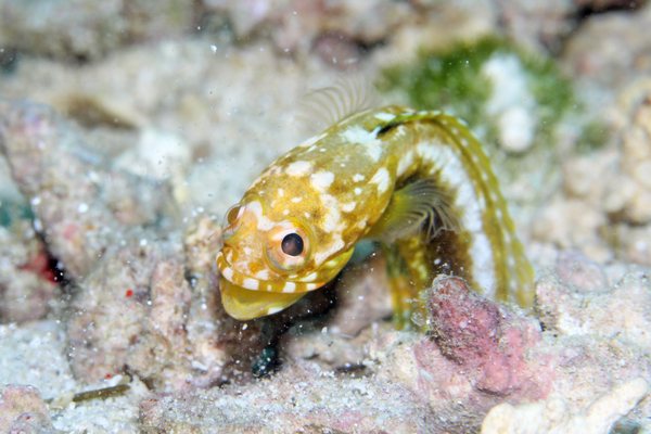 ホシカゲアゴアマダイ